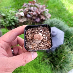 Assorted Lithops Live Plant – Living Stones – 2 inch Pot – Succulent - Image 4