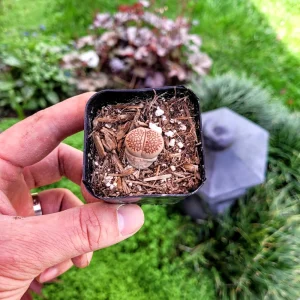 Assorted Lithops Live Plant – Living Stones – 2 inch Pot – Succulent - Image 5