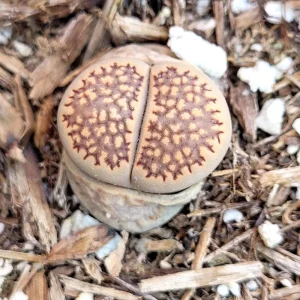 Assorted Lithops Live Plant – Living Stones – 2 inch Pot – Succulent - Image 6