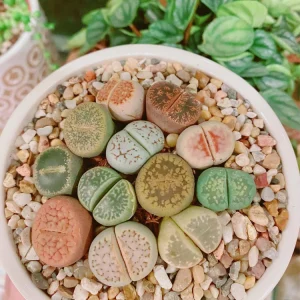 Assorted Lithops Live Plant – Living Stones – 2 inch Pot – Succulent - Image 1