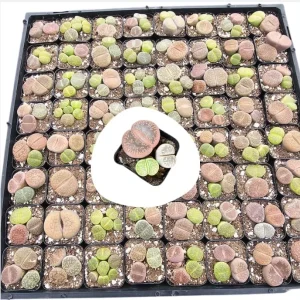 Assorted Lithops Live Plants – Living Stones Succulents – 2 Inch Pot – Indoor - Image 2