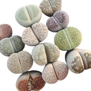 Assorted Lithops Live Plants – Living Stones Succulents – 2 Inch Pot – Indoor - Image 3