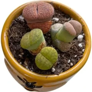 Assorted Lithops Live Plants - Living Stones Succulents in 2