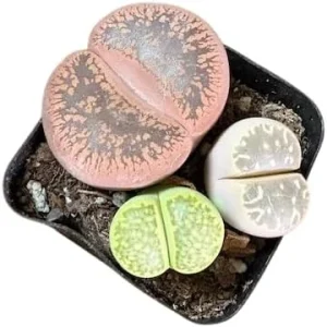 Assorted Lithops Live Plants - Living Stones Succulents in 2