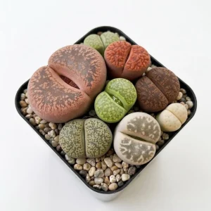 Assorted Lithops Live Plants – Living Stones Succulents – 2 Inch Pot – Indoor - Image 1