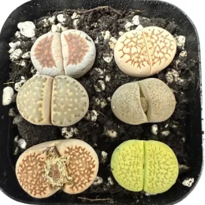 Assorted Lithops Live Plants – Living Stones Succulents – 2 Inch Pot – Indoor - Image 6