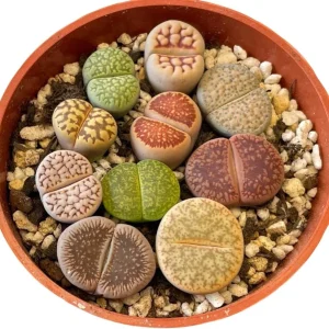 Assorted Lithops Live Plants - Living Stones Succulents in 2