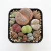 Assorted Lithops Live Plants - Living Stones Succulents in 2" Pot - Image 1