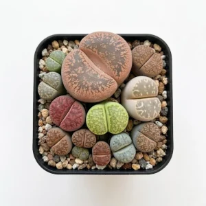 Assorted Lithops Live Plants - Living Stones Succulents in 2