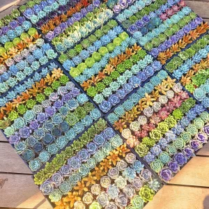 Assorted Succulent Favors - 2