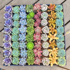 Assorted Succulent Favors - 2