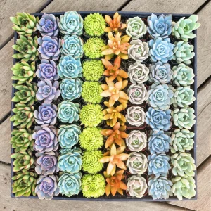 Assorted Succulent Favors - 2