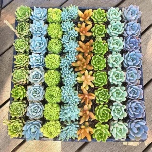 Assorted Succulent Favors - 2