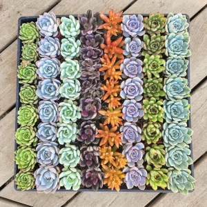 Assorted Succulent Favors - 2
