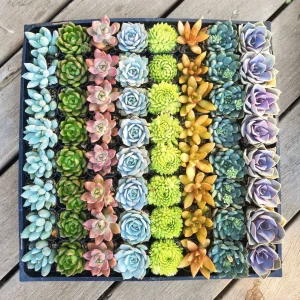 Assorted Succulent Favors - 2