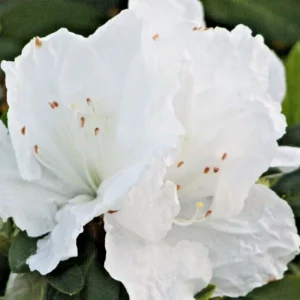 Azalea Snow White Live Plant – 6 inch Rhododendron Shrub – White Flower Bush – Indoor/Outdoor - Image 1