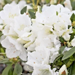Azalea Snow White Live Plant – 6 inch Rhododendron Shrub – White Flower Bush – Indoor/Outdoor - Image 3