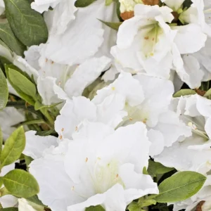 Azalea Snow White Rhododendron Live Plant 6