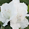 Azalea Snow White Rhododendron Live Plant 6" Bush Shrub Indoor/Outdoor - Image 1