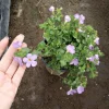 Bacopa Megacopa Blue Live Plant - 6 Inch Pot - Flowering Annual - Image 1