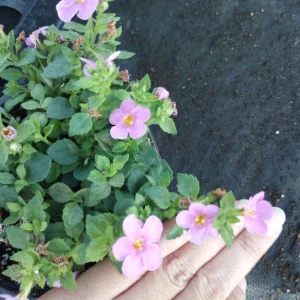 Bacopa Megacopa Pink Live Plant – 6 Inch Pot – Outdoor Flower - Image 2