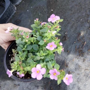 Bacopa Megacopa Pink Live Plant – 6 Inch Pot – Outdoor Flower - Image 3