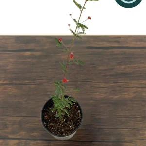 Baja Red Fairy Duster Live Plant – Calliandra californica – 1 Gallon Pot – Outdoor Shrub - Image 1