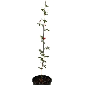 Baja Red Fairy Duster Live Plant – Calliandra californica – 1 Gallon Pot – Outdoor Shrub - Image 2
