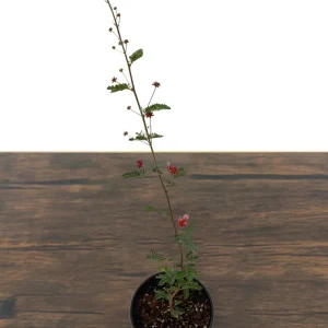 Baja Red Fairy Duster Live Plant – Calliandra californica – 1 Gallon Pot – Outdoor Shrub - Image 3