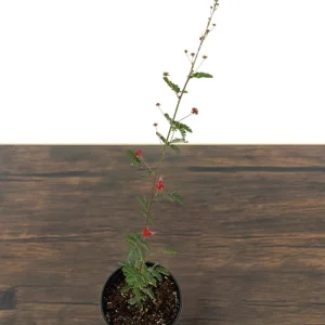 Baja Red Fairy Duster Live Plant – Calliandra californica – 1 Gallon Pot – Outdoor Shrub - Image 4