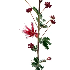 Baja Red Fairy Duster Live Plant – Calliandra californica – 1 Gallon Pot – Outdoor Shrub - Image 6