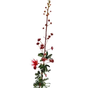 Baja Red Fairy Duster Live Plant – Calliandra californica – 1 Gallon Pot – Outdoor Shrub - Image 7