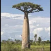 Baobab Digitata Live Plant – Rare "Tree of Life" – 1 Gallon Pot – Outdoor - Image 1