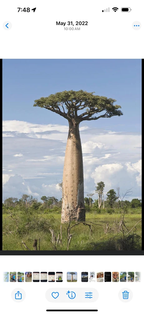 Baobab Digitata Live Plant – Rare "Tree of Life" – 1 Gallon Pot – Outdoor - Image 1