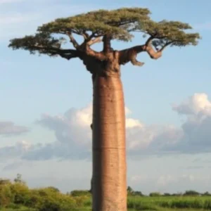 Baobab Digitata Live Plant – Rare