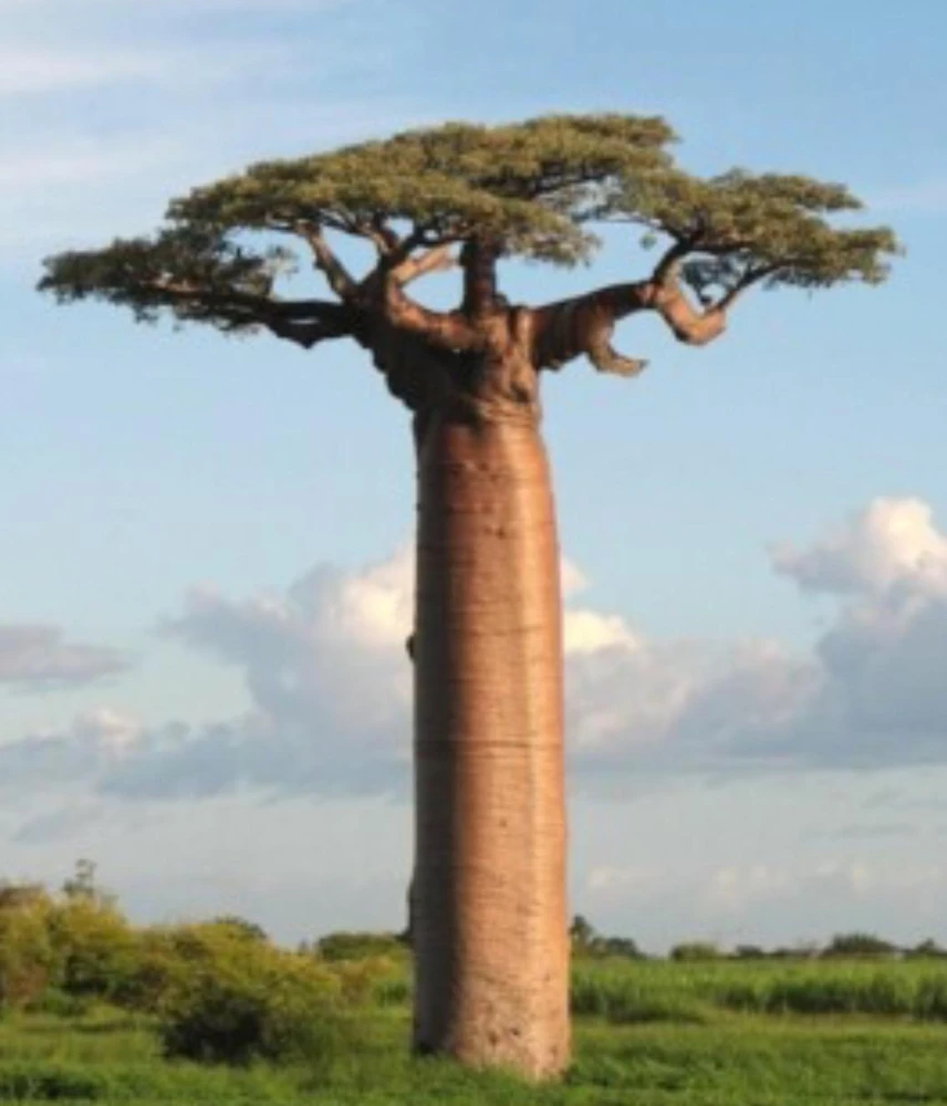 Baobab Digitata Live Plant – Rare "Tree of Life" – 1 Gallon Pot – Outdoor - Image 2