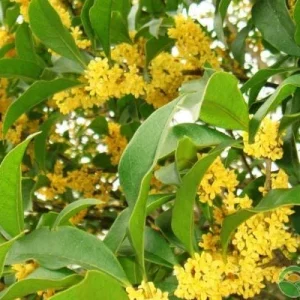 Bay Laurel Live Plant, 1 Gallon Sweet Bay Leaf Tree, Rooted Culinary Herb, Laurus nobilis - Image 2