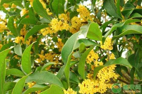 Bay Laurel Live Plant, 1 Gallon Sweet Bay Leaf Tree, Rooted Culinary Herb, Laurus nobilis - Image 2