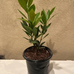 Bay Laurel Live Plant, 1 Gallon Sweet Bay Leaf Tree, Rooted Culinary Herb, Laurus nobilis - Image 3