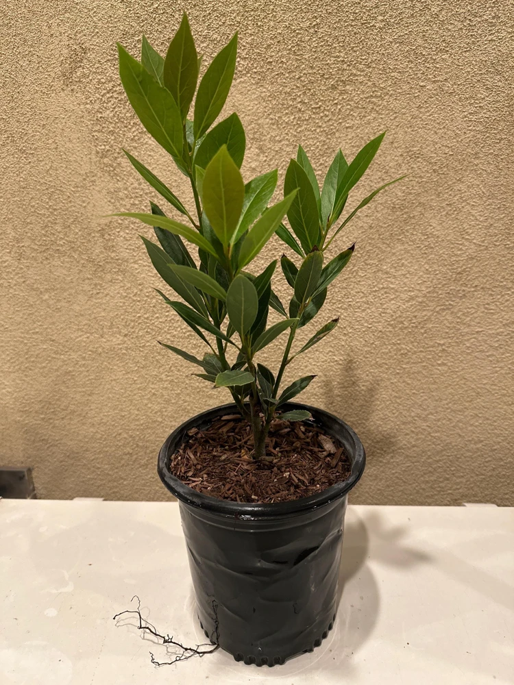 Bay Laurel Live Plant, 1 Gallon Sweet Bay Leaf Tree, Rooted Culinary Herb, Laurus nobilis - Image 3
