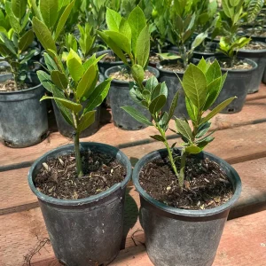 Bay Laurel Live Plant, 1 Gallon Sweet Bay Leaf Tree, Rooted Culinary Herb, Laurus nobilis - Image 4