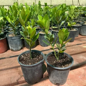 Bay Laurel Live Plant, 1 Gallon Sweet Bay Leaf Tree, Rooted Culinary Herb, Laurus nobilis - Image 5