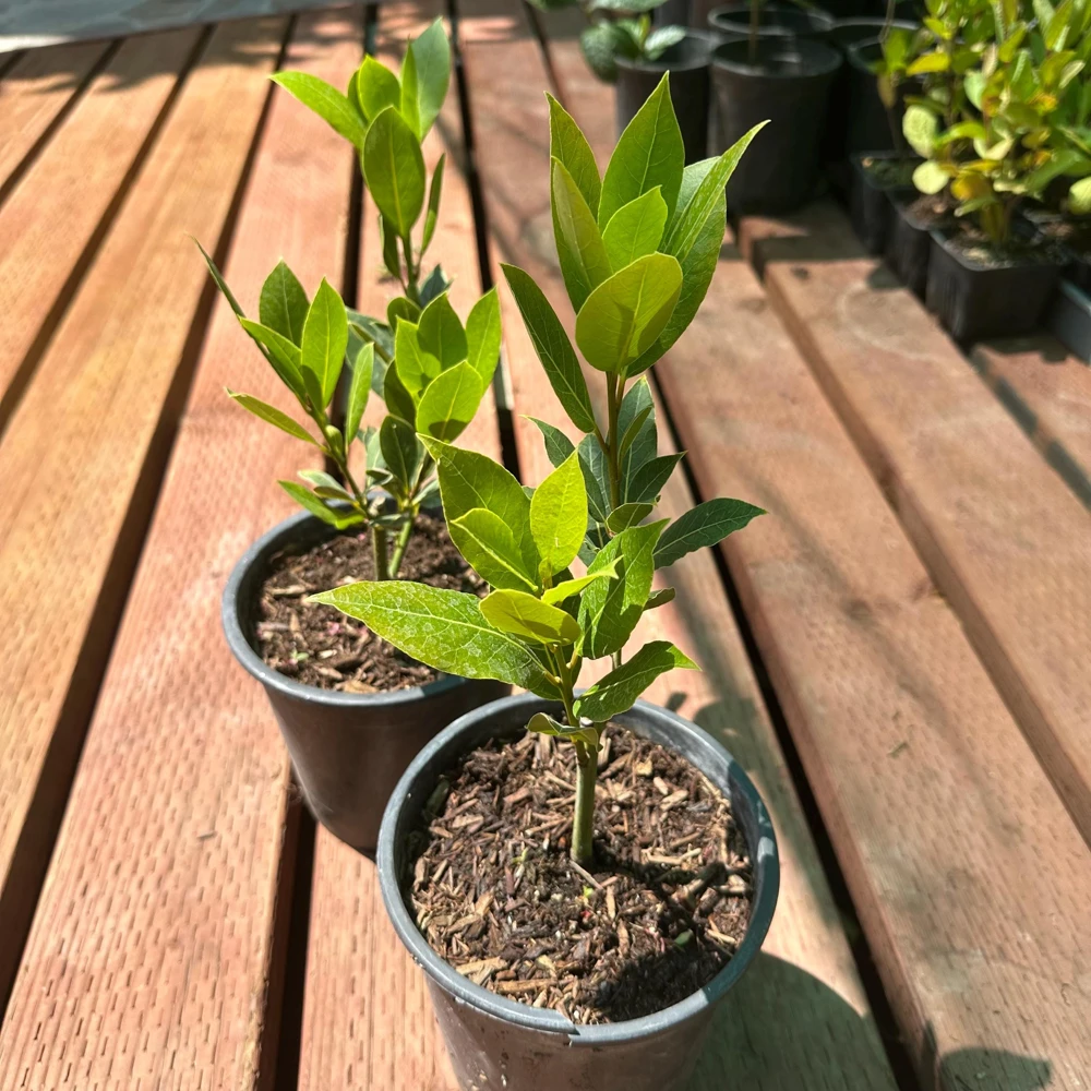 Bay Laurel Live Plant, 1 Gallon Sweet Bay Leaf Tree, Rooted Culinary Herb, Laurus nobilis - Image 6
