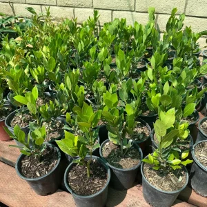 Bay Laurel Live Plant, 1 Gallon Sweet Bay Leaf Tree, Rooted Culinary Herb, Laurus nobilis - Image 7