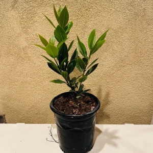 Bay Laurel Live Plant, 1 Gallon Sweet Bay Leaf Tree, Rooted Culinary Herb, Laurus nobilis - Image 1