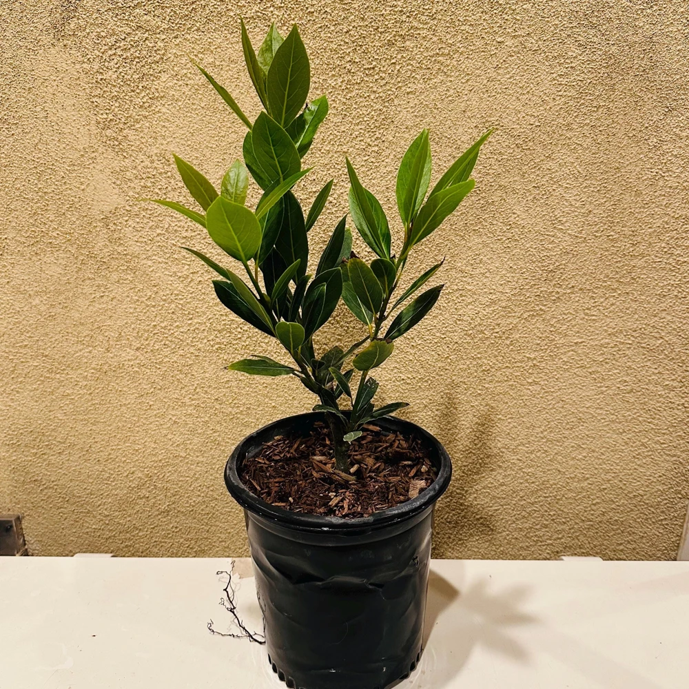 Bay Laurel Live Plant, 1 Gallon Sweet Bay Leaf Tree, Rooted Culinary Herb, Laurus nobilis - Image 1