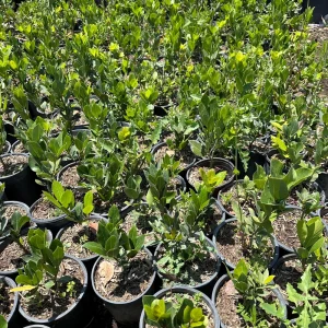 Bay Laurel Live Plant, 1 Gallon Sweet Bay Leaf Tree, Rooted Culinary Herb, Laurus nobilis - Image 8