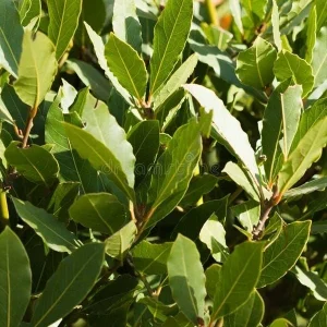 Bay Laurel Live Plant, 1 Gallon Sweet Bay Leaf Tree, Rooted Culinary Herb, Laurus nobilis - Image 9