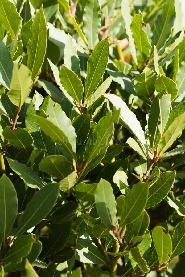Bay Laurel Live Plant, 1 Gallon Sweet Bay Leaf Tree, Rooted Culinary Herb, Laurus nobilis - Image 9