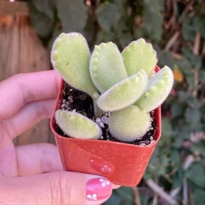 Bear Paw Succulent Live Plant - Cotyledon Tomentosa - Red Tip, 2 Inch Potted Indoor Houseplant - Image 7